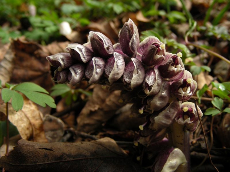 Lathraea squamaria